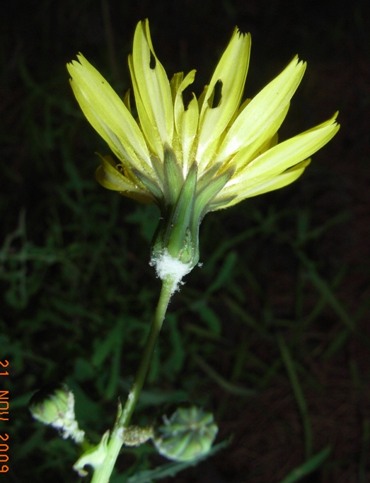 Sonchus tenerrimus / Grespino sfrangiato